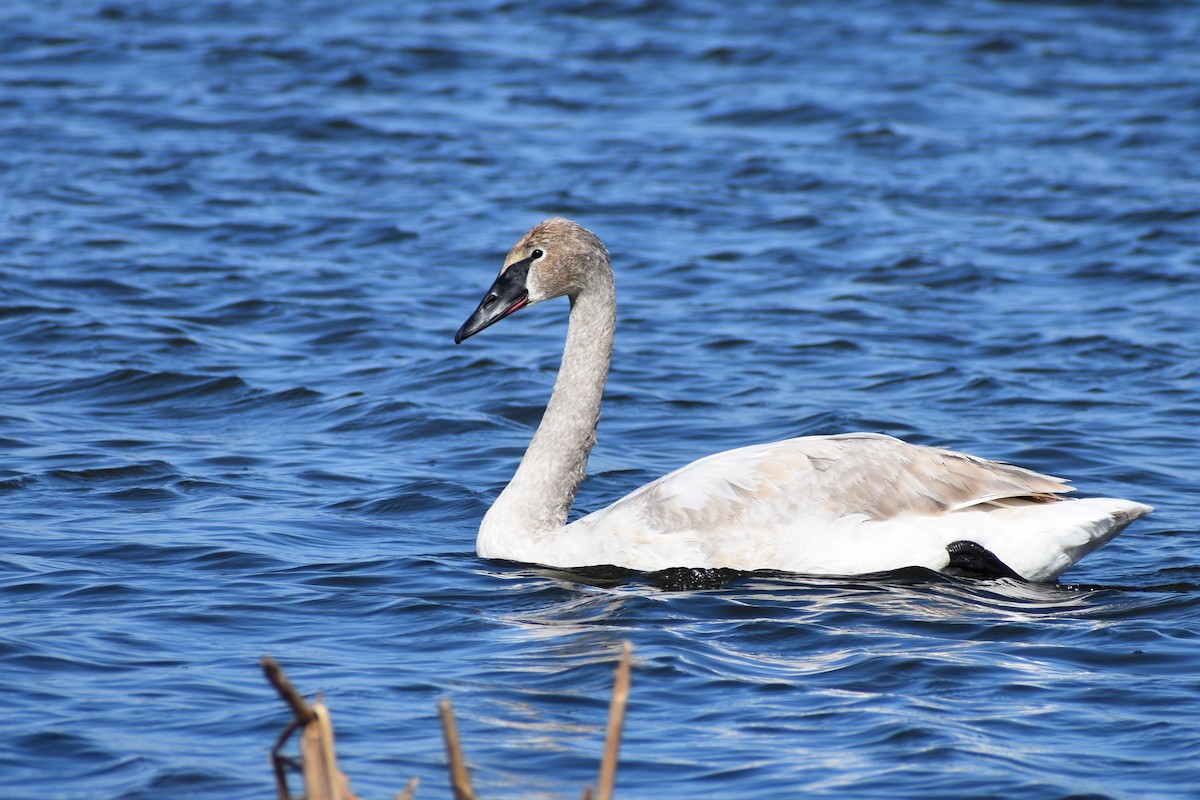 Trumpeter Swan - ML215079351