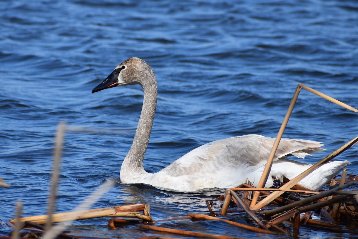 Trumpeter Swan - ML215079371