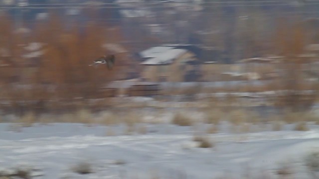 Канюк королівський - ML215080081