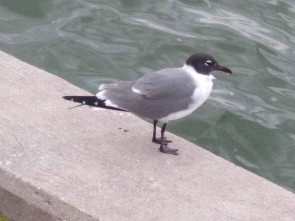 Laughing Gull - ML215080321