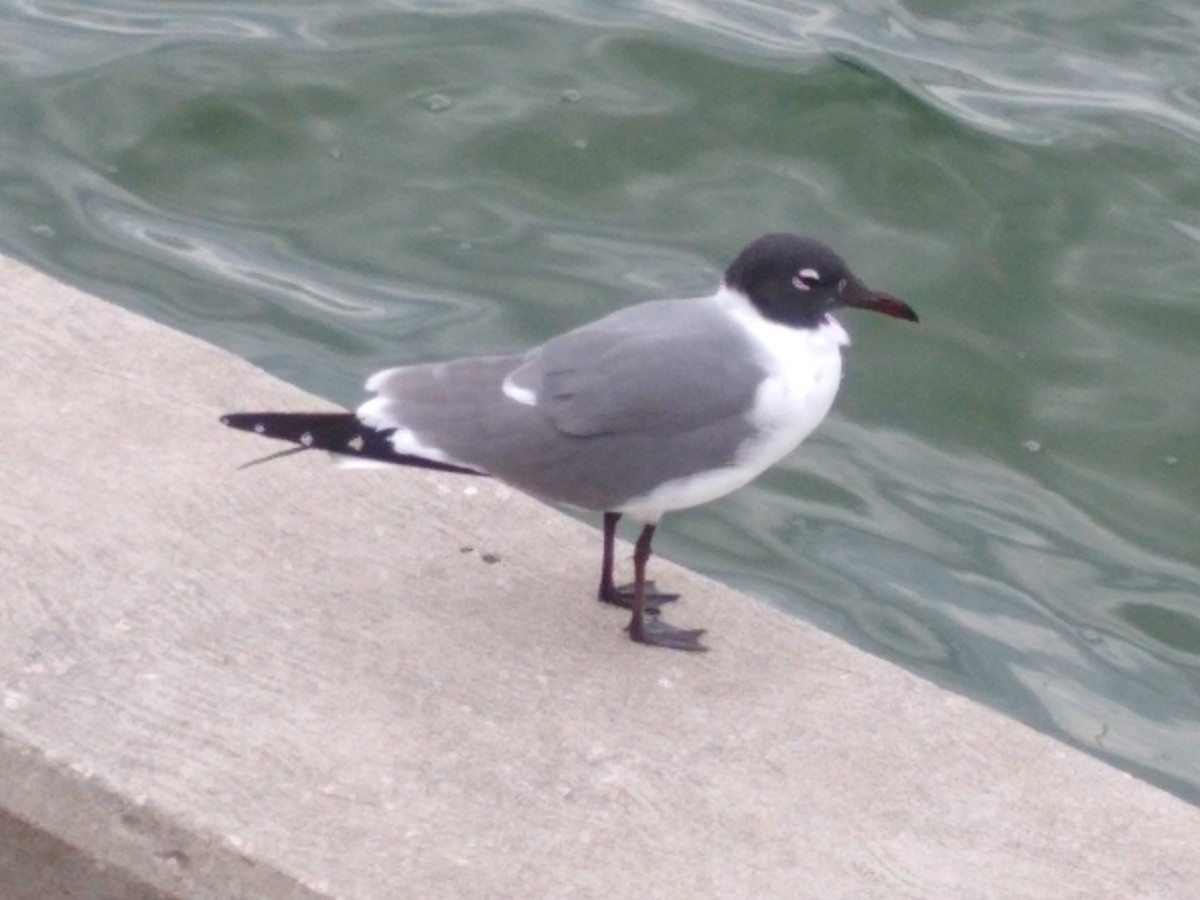 Laughing Gull - Alfred Thomson