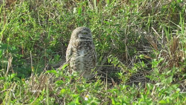 Burrowing Owl - ML215080511