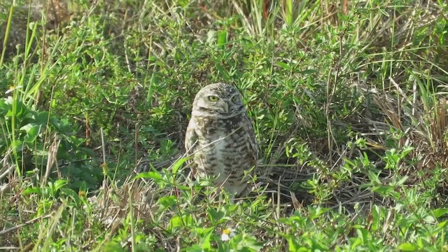 Burrowing Owl - ML215080581