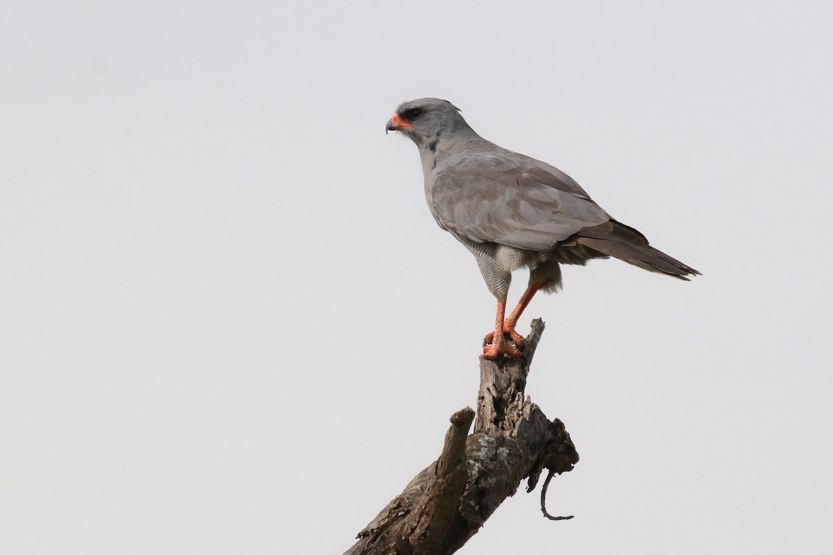 Dark Chanting-Goshawk - Michael O'Brien