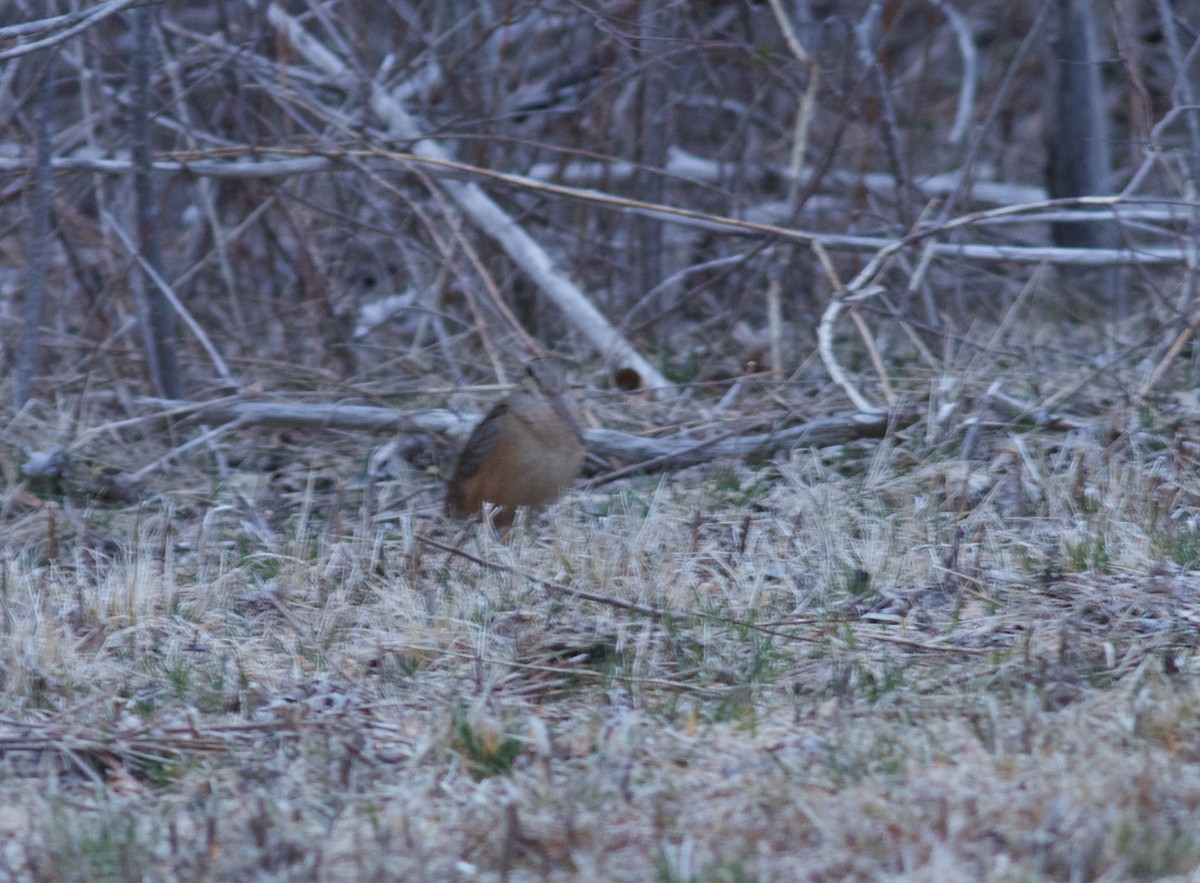 American Woodcock - ML215081761