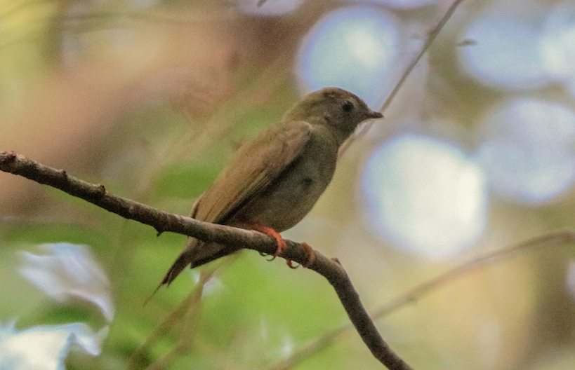 Lance-tailed Manakin - ML215081911