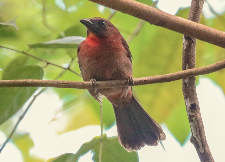 ノドアカアリフウキンチョウ - ML215081931