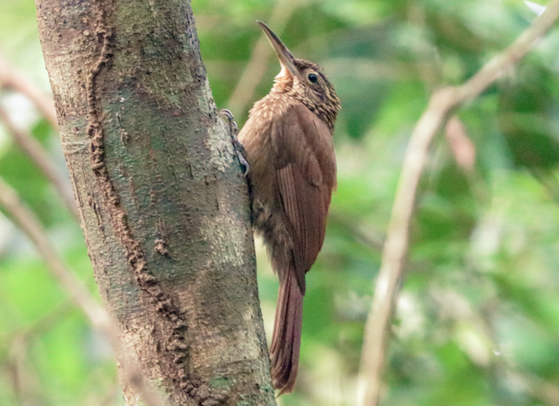 Cocoa Woodcreeper - ML215081981