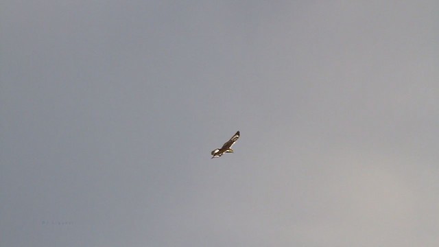 Ferruginous Hawk - ML215084711