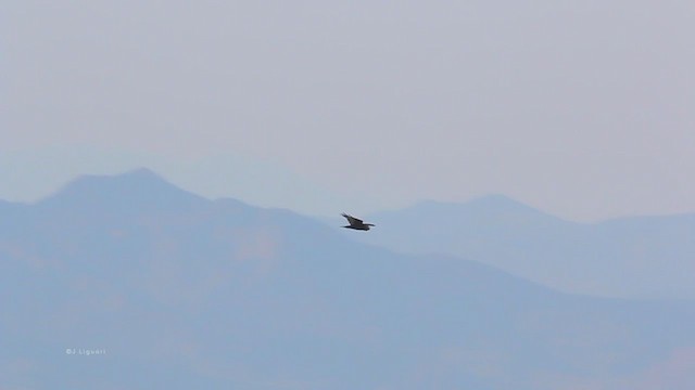 Ferruginous Hawk - ML215085021