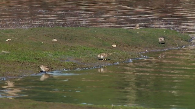 Least Sandpiper - ML215086221