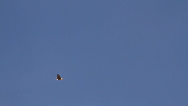 Ferruginous Hawk - ML215086261