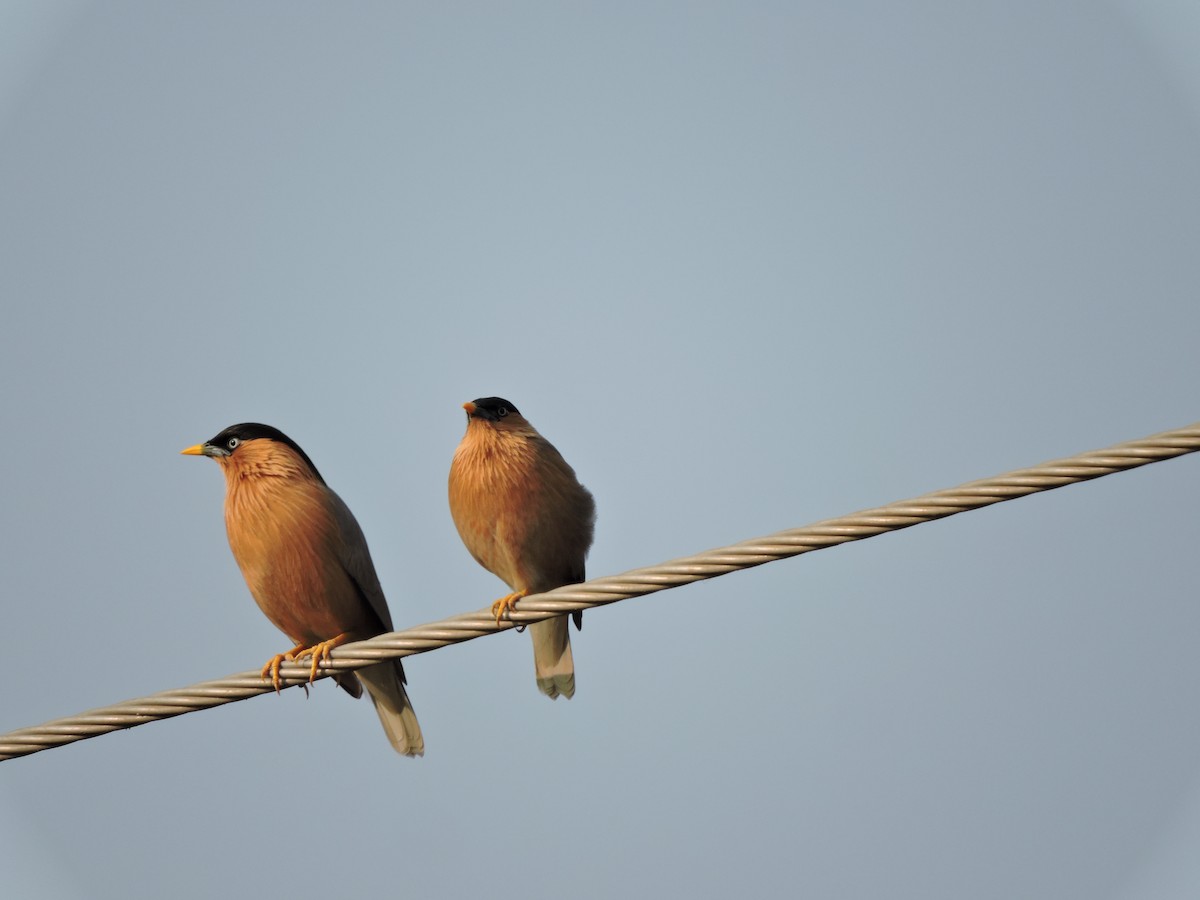 Brahminy Starling - ML21508661