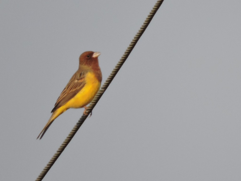 Red-headed Bunting - ML21508701