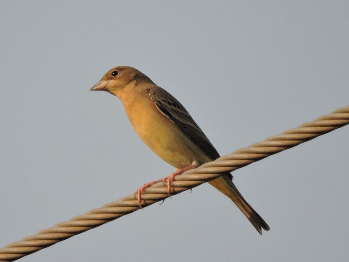 Gray-necked Bunting - Rajendra Gadgil