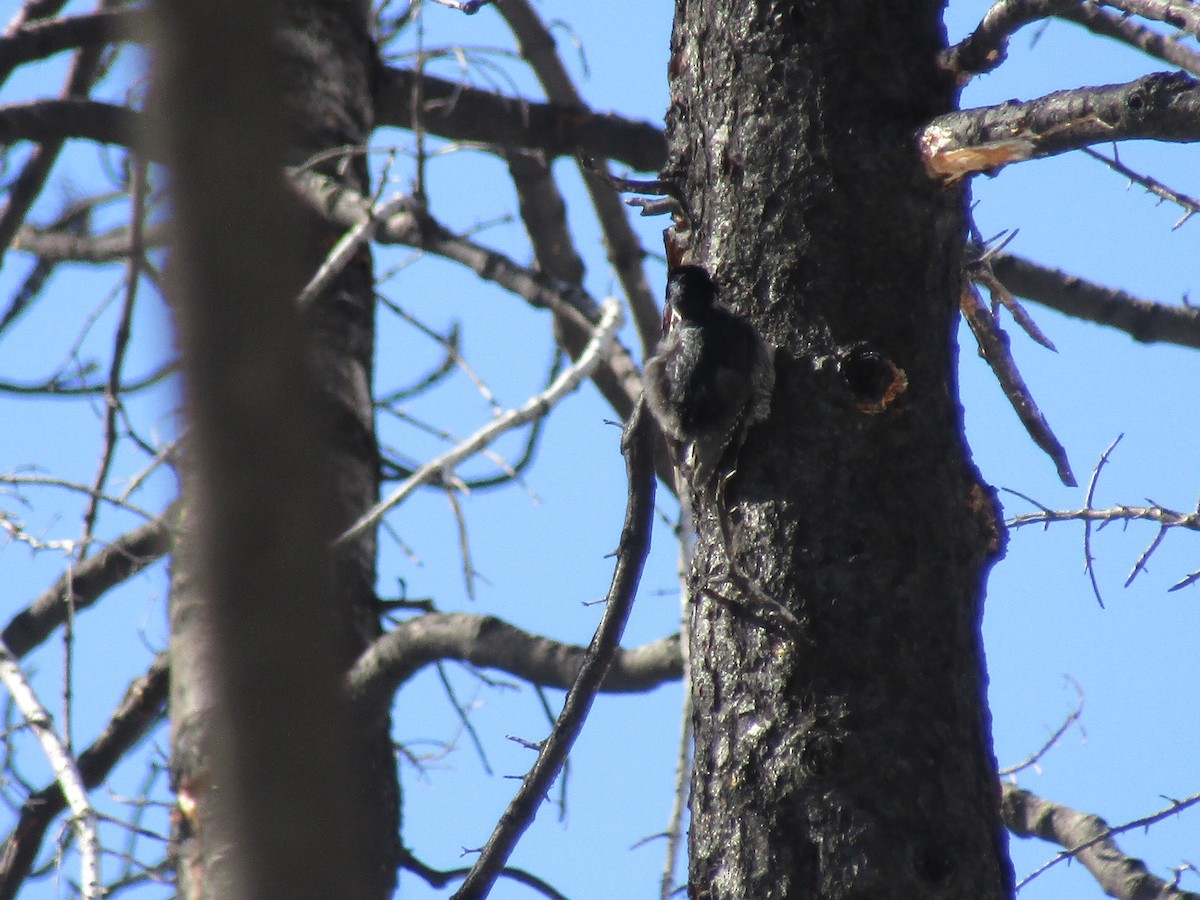 Black-backed Woodpecker - ML215087271