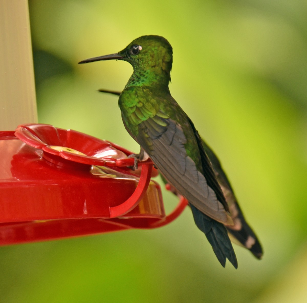 Talamanca Hummingbird - ML215087771