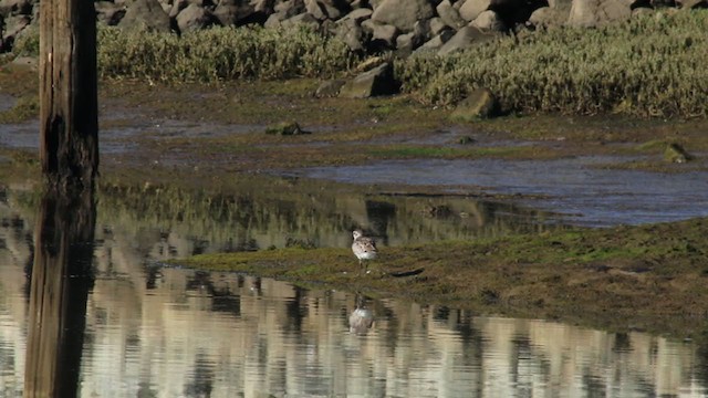 Black-bellied Plover - ML215091891