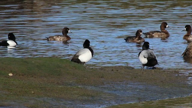 Greater Scaup - ML215092641