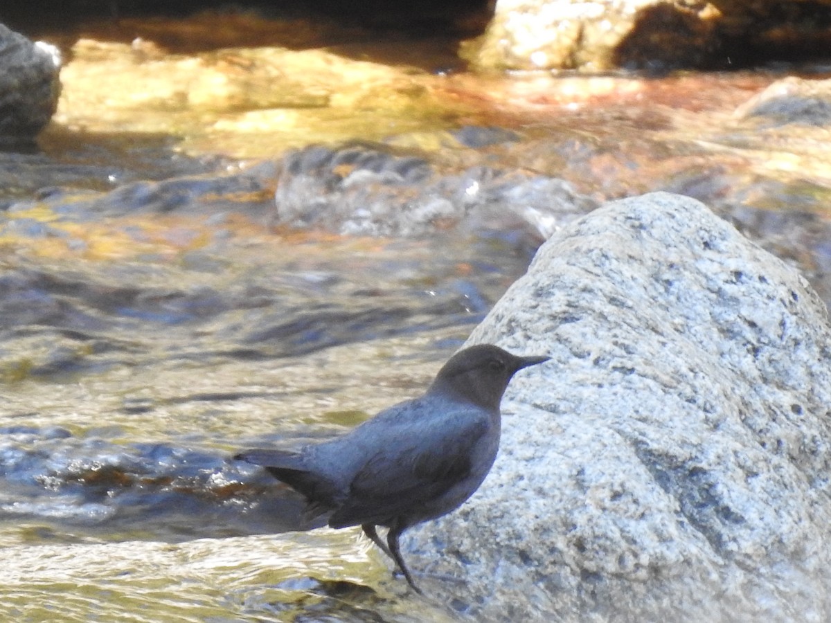 American Dipper - Gabriel Cordón