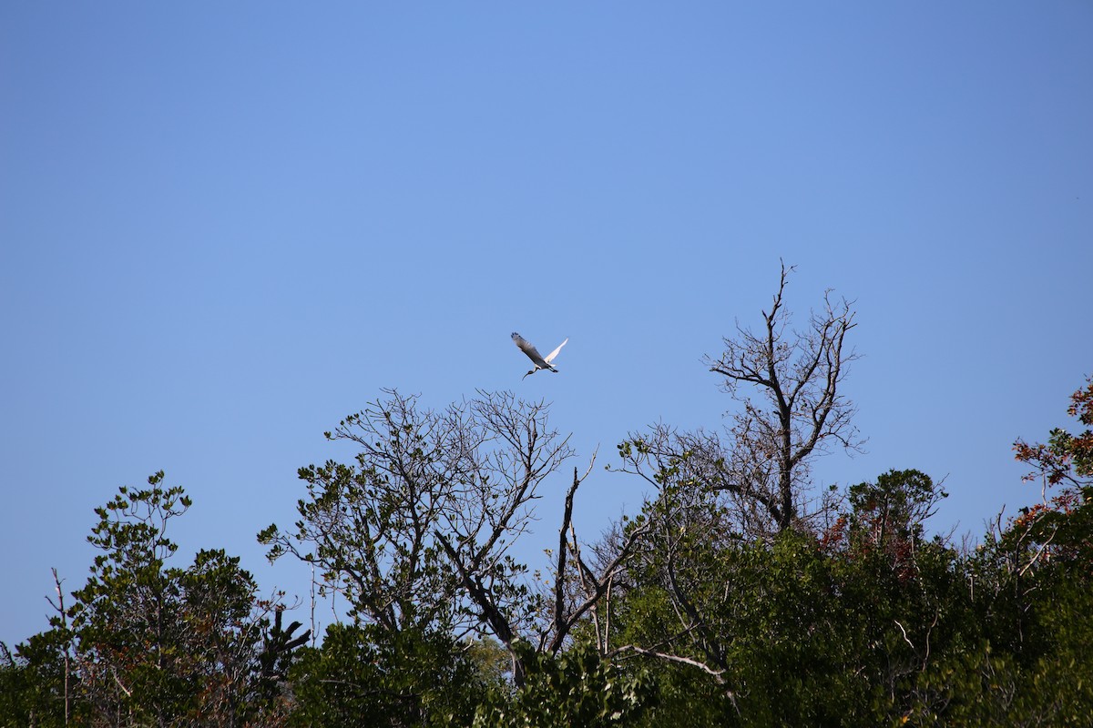 Australian Ibis - Holger Woyt