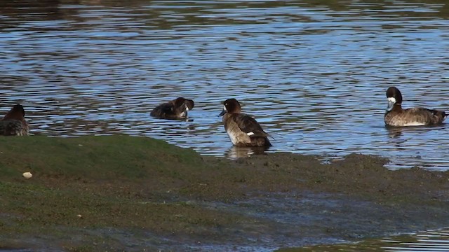 Greater Scaup - ML215093881