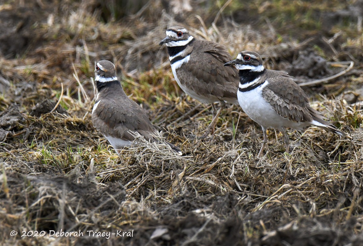 Killdeer - Deborah Kral