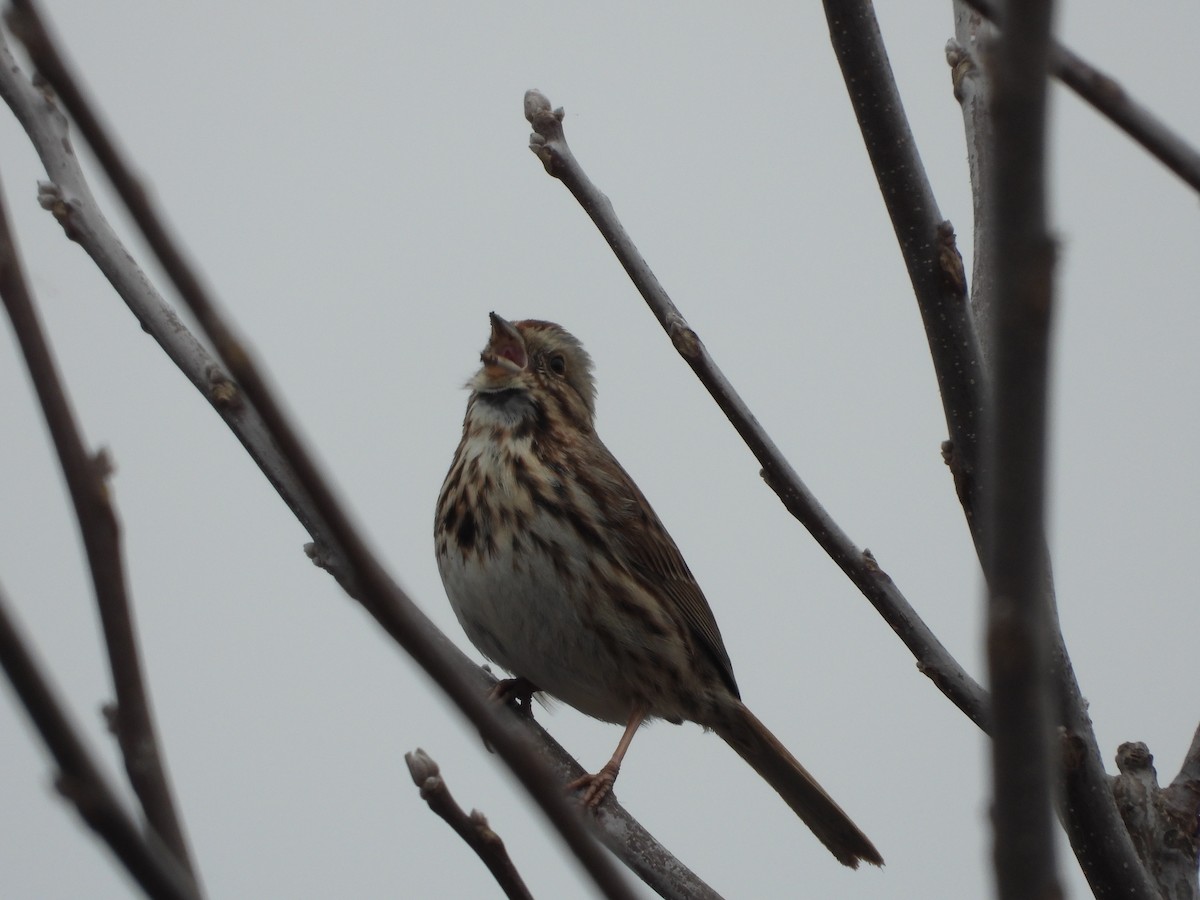 Song Sparrow - ML215095551