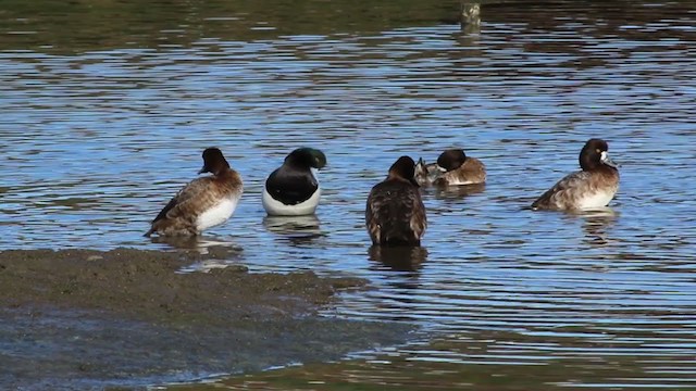 Greater Scaup - ML215095561