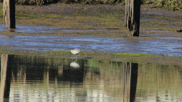 Black-bellied Plover - ML215096001