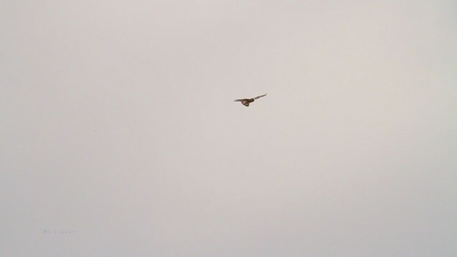 Ferruginous Hawk - ML215096111