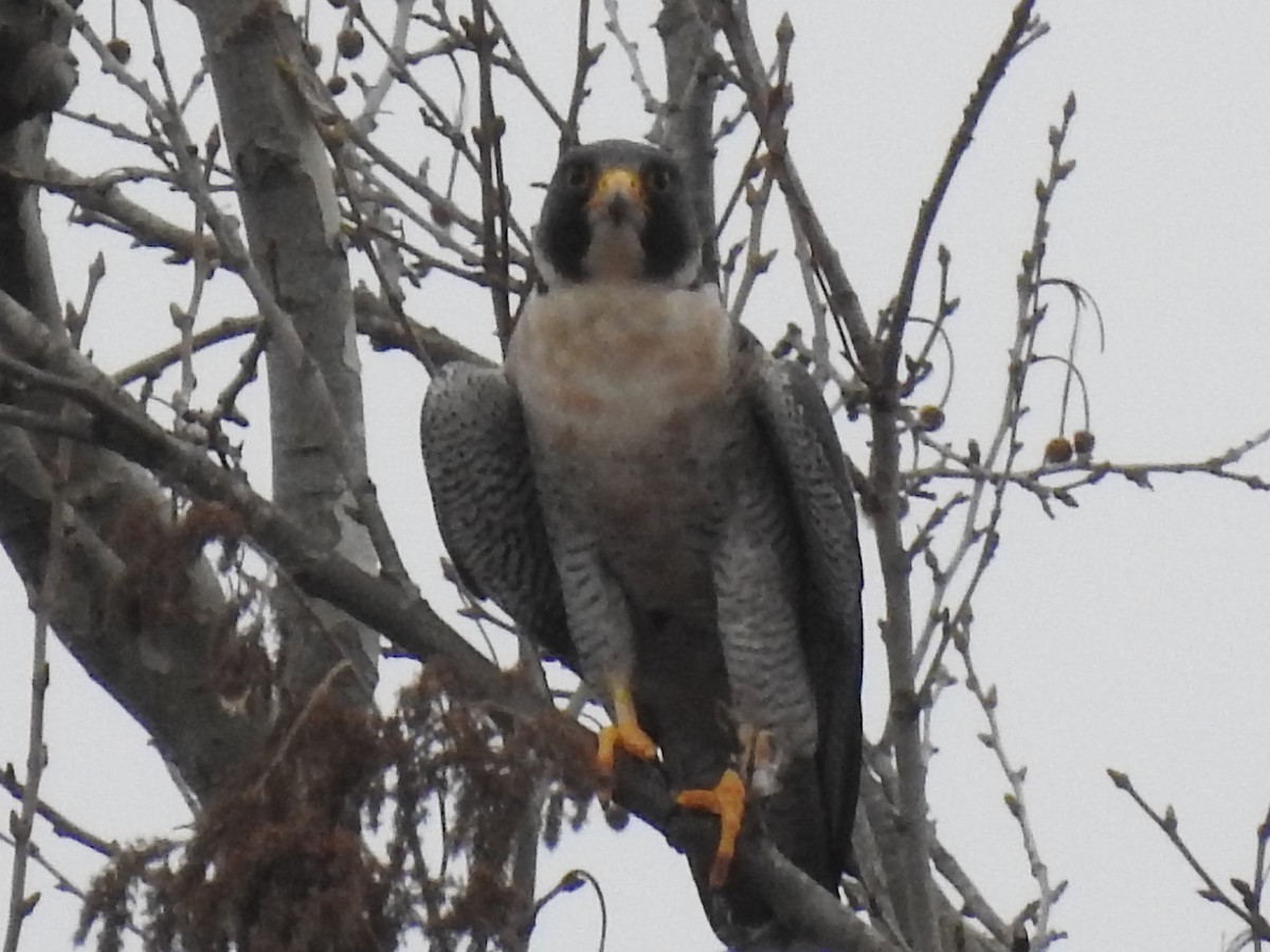 Halcón Peregrino - ML215096171