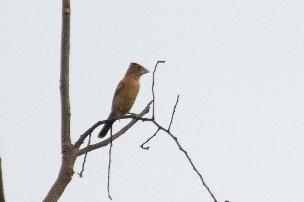 Blue Grosbeak - ML215096211