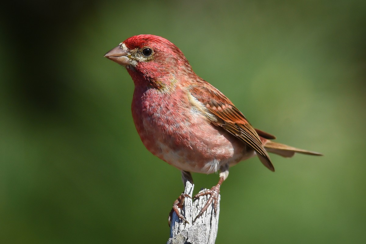 Purple Finch - ML215096381