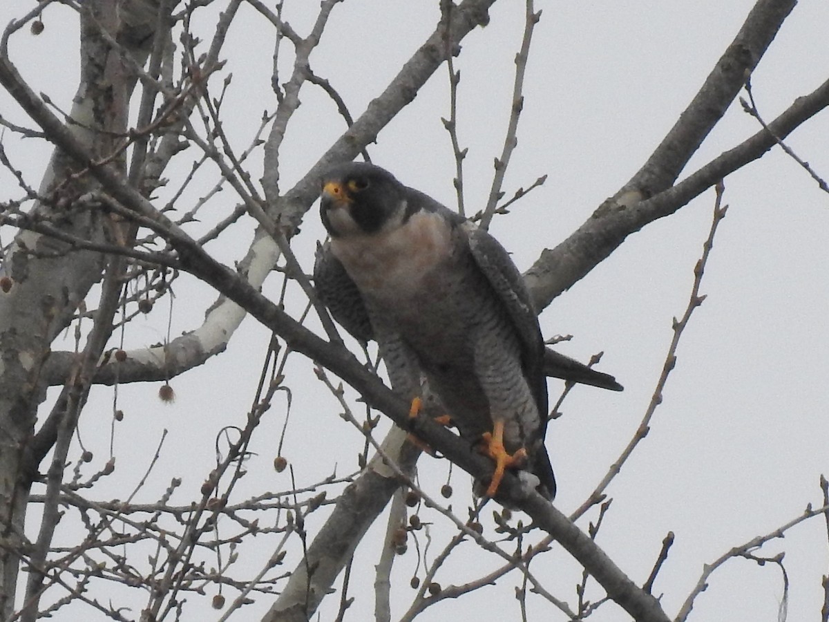 Halcón Peregrino - ML215096541