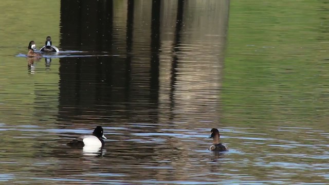 Greater Scaup - ML215097321
