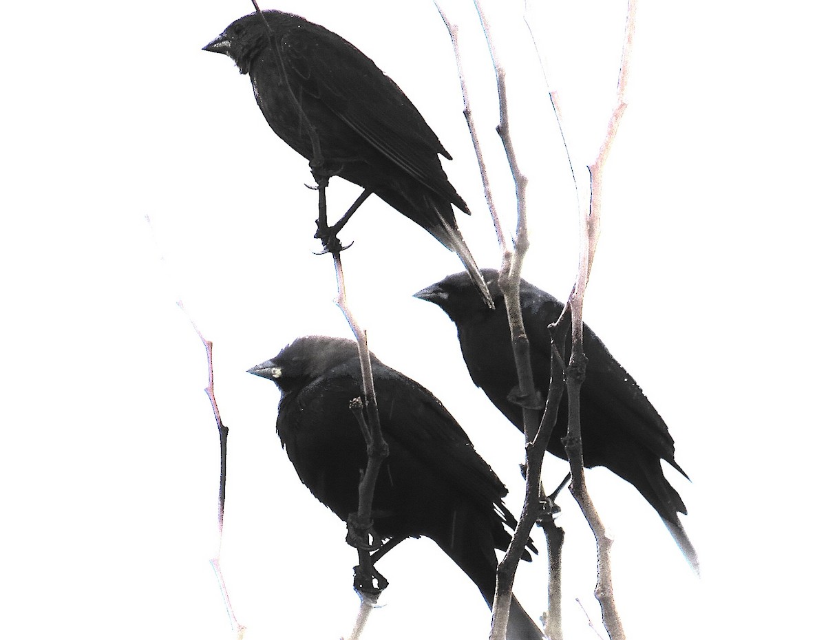 Brown-headed Cowbird - ML215097361