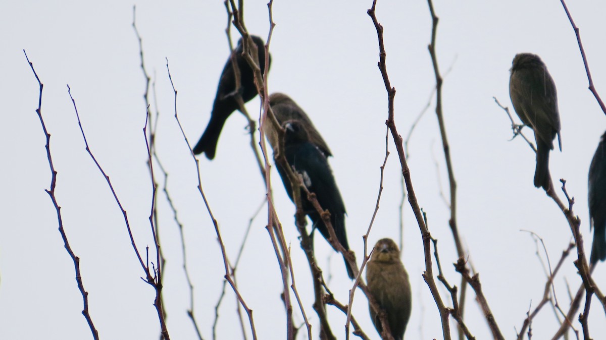 Brown-headed Cowbird - ML215097401