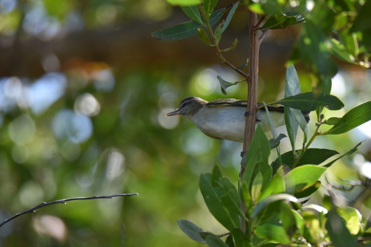 Kızıl Gözlü Vireo - ML215098011