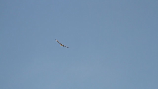 Ferruginous Hawk - ML215098941