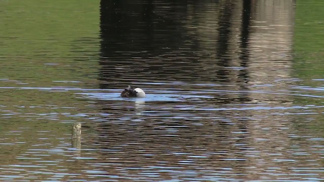 Greater Scaup - ML215098951