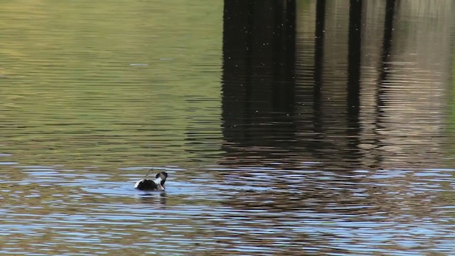 Greater Scaup - ML215099651