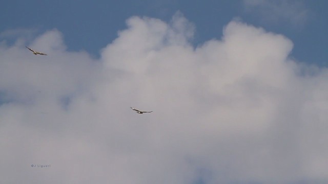 Ferruginous Hawk - ML215099861