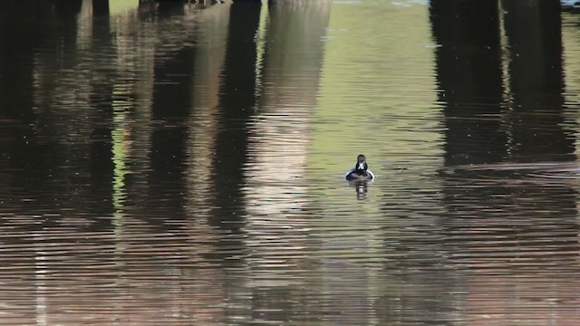 Greater Scaup - ML215100021