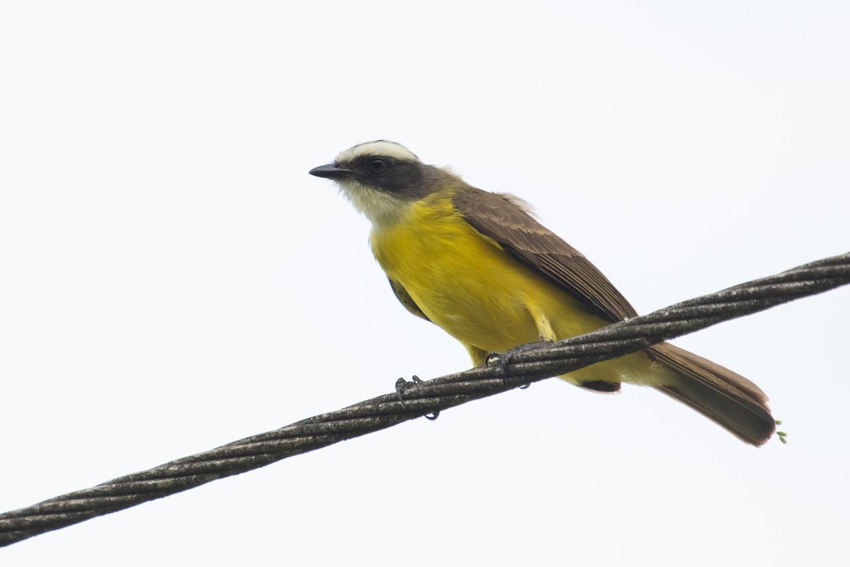 Social Flycatcher - Adam Jackson