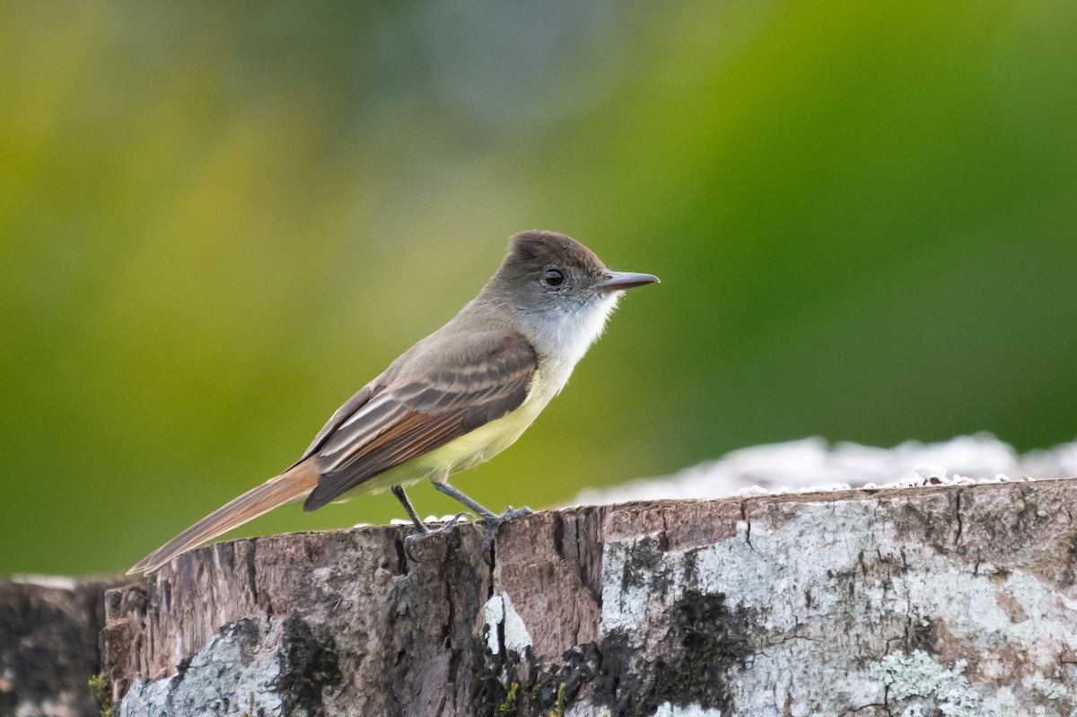 Dusky-capped Flycatcher - ML215100521