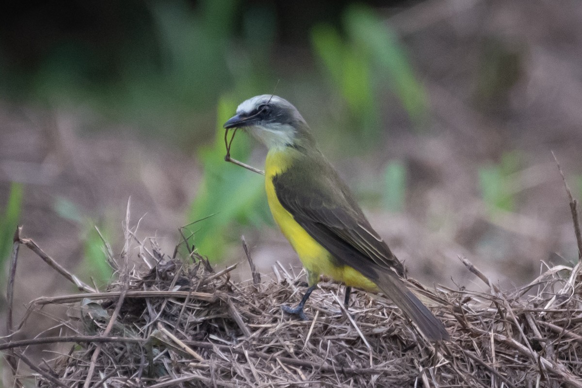 Gray-capped Flycatcher - ML215100621