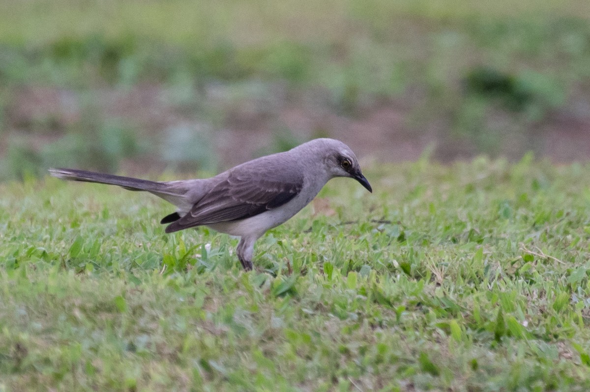 Tropical Mockingbird - ML215100641