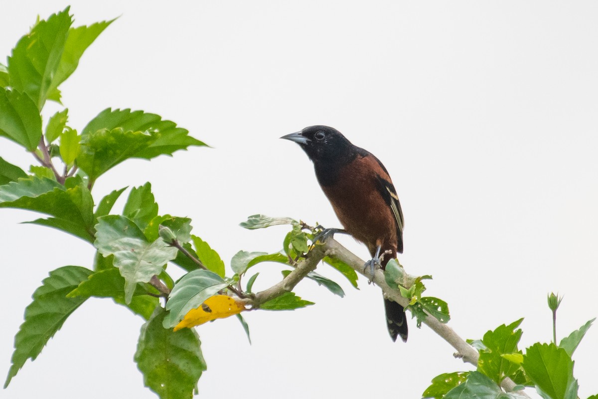 Orchard Oriole - ML215100691