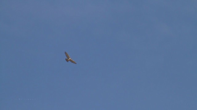 Ferruginous Hawk - ML215100831